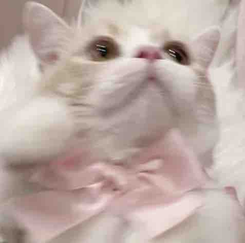 ゆきみだいふく