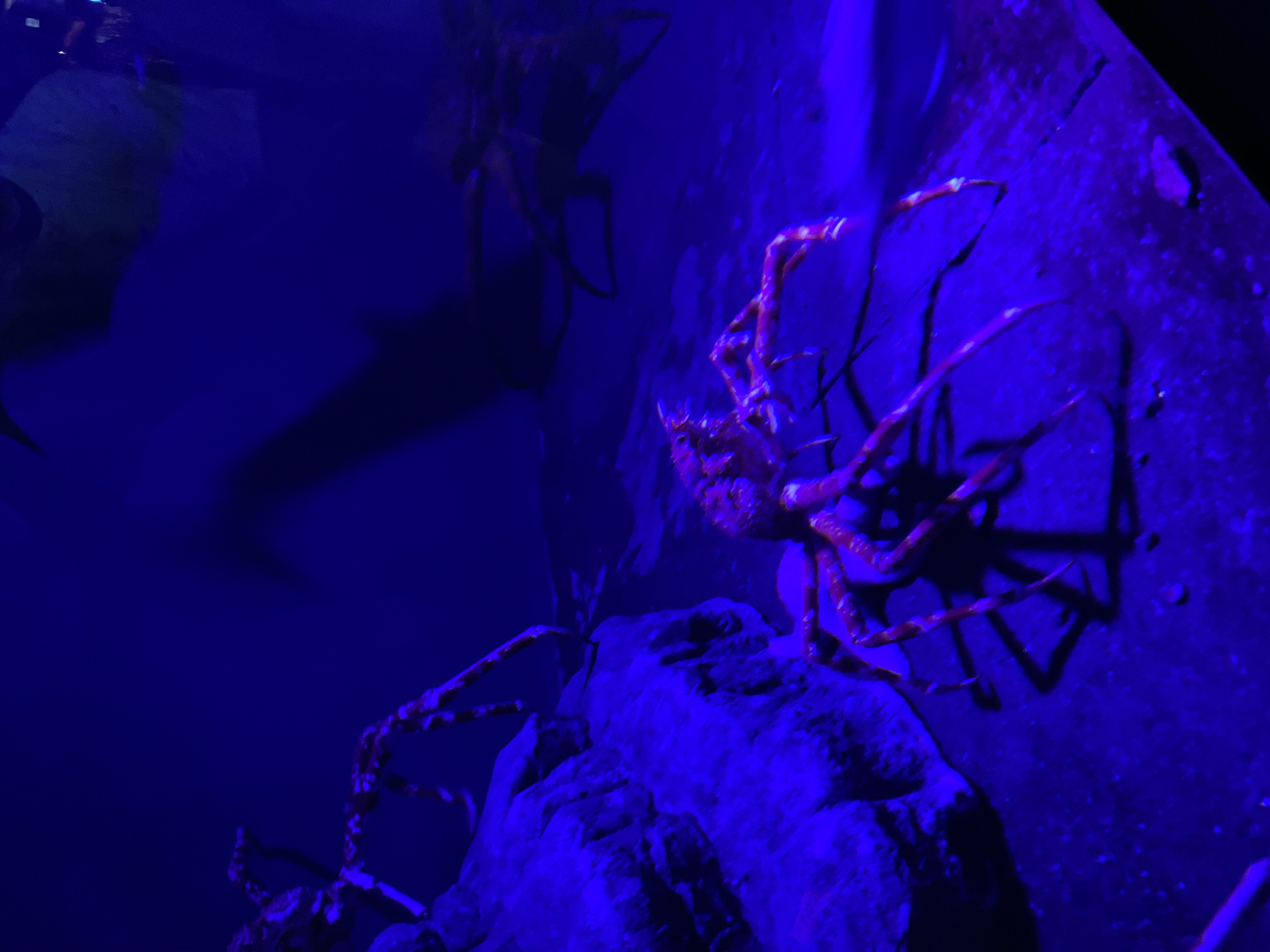 龍が如く8 オードトワレ　コージーアンバー　スエードベルガモット 試してみた】龍が如く 龍が如く8 春日一番 オードトワレ