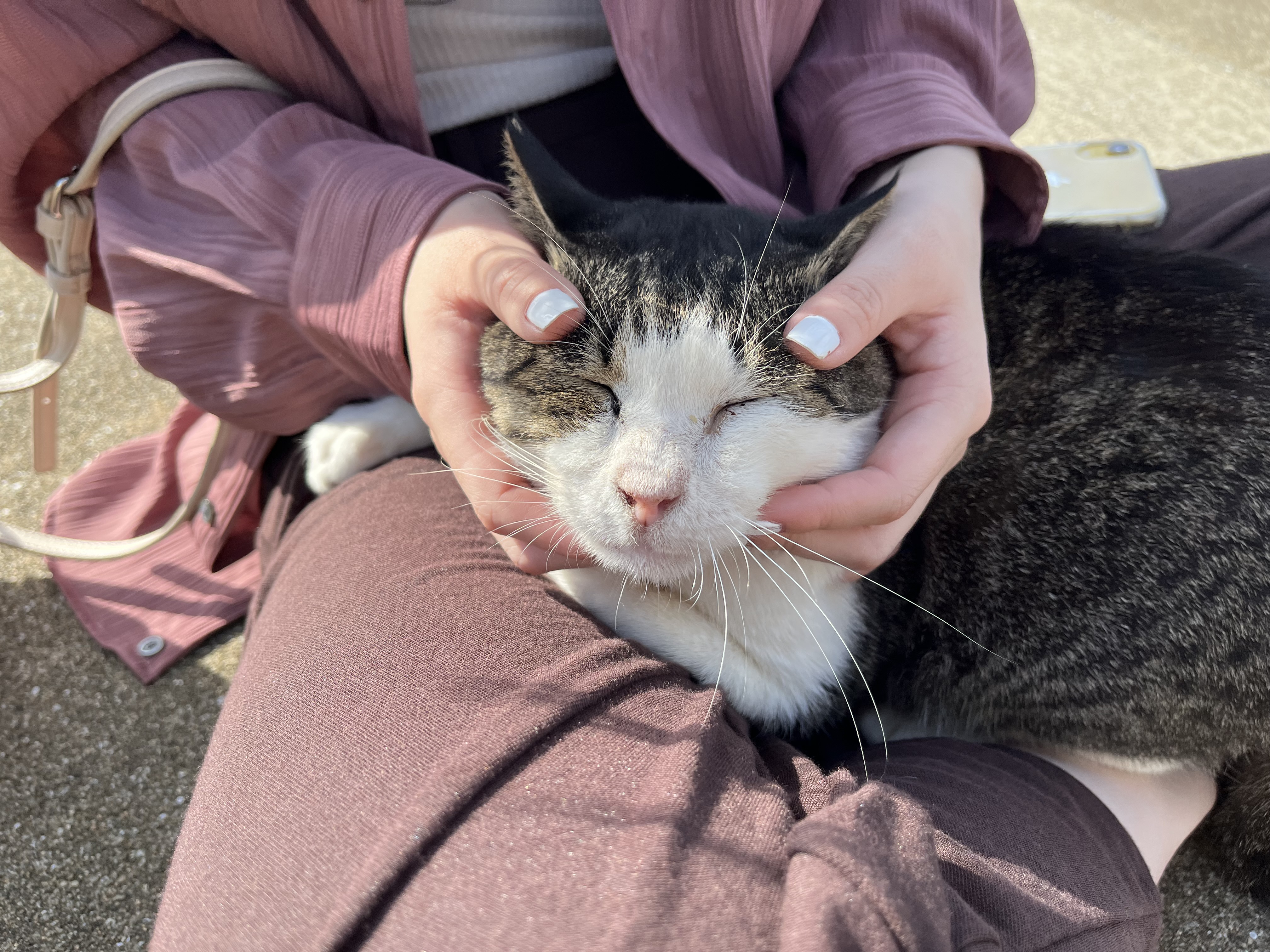 momo猫🍑　フォロバ☺︎