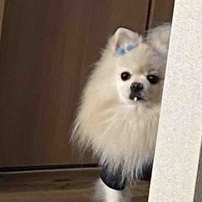 もなかまるちゃん