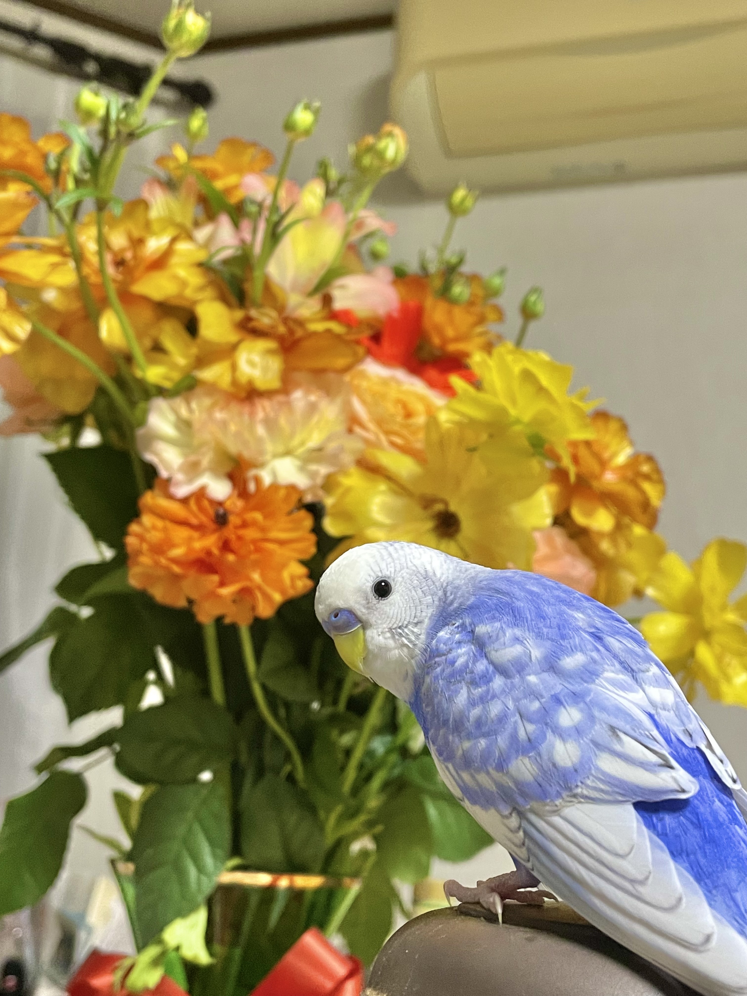 よもたまちゃん🐥