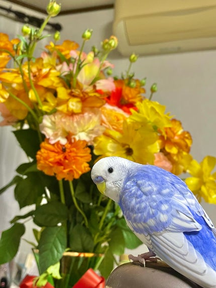よもたまちゃん🐥