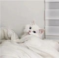 雪見だいふく