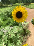かっぱコロッケ