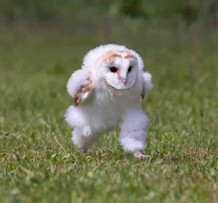 琥覇😵‍💫🌀´