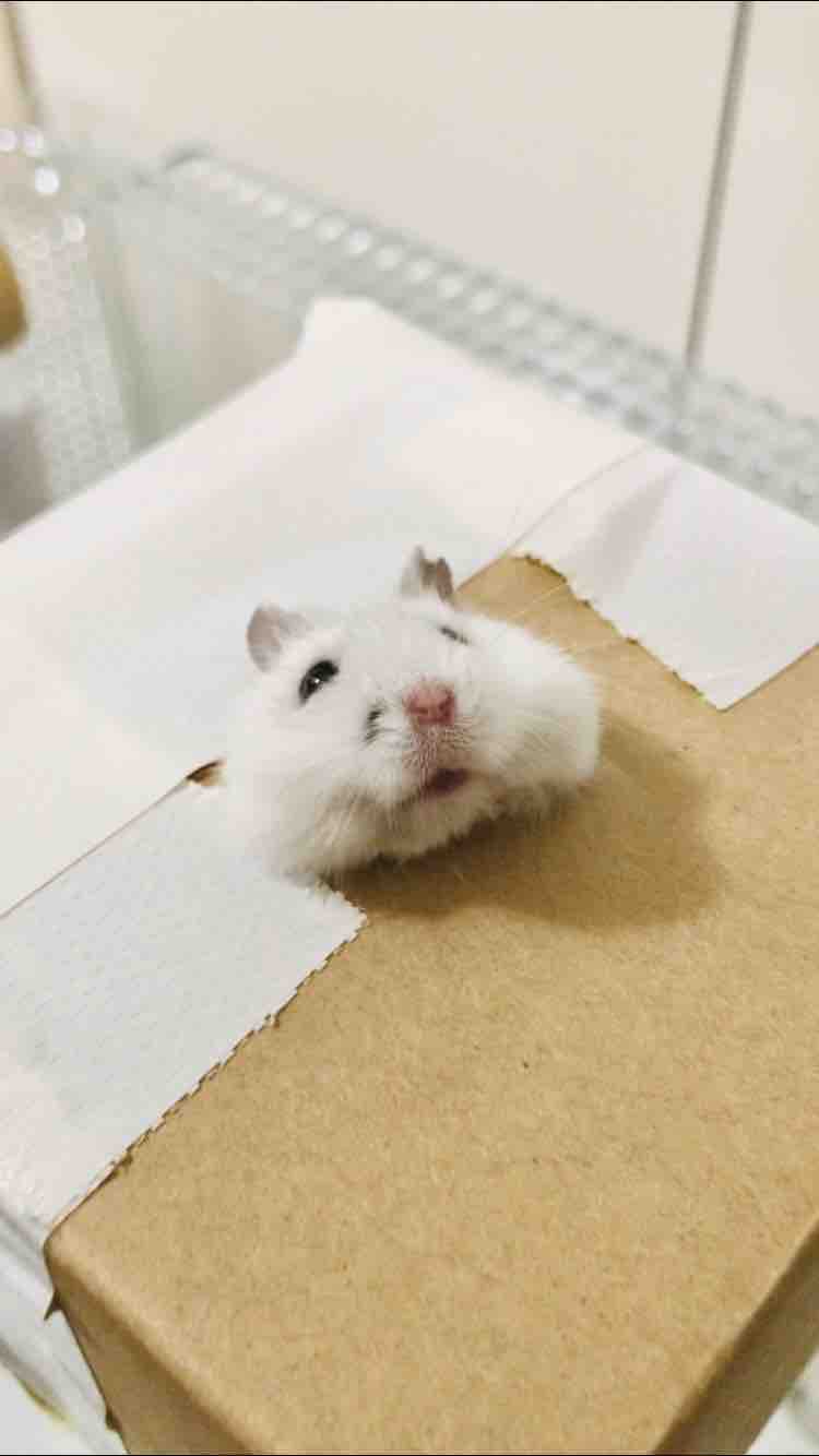 しろちゃん🐹フォロバ
