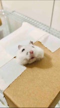 しろちゃん🐹フォロバ