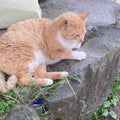 ここ🐈フォロバ100