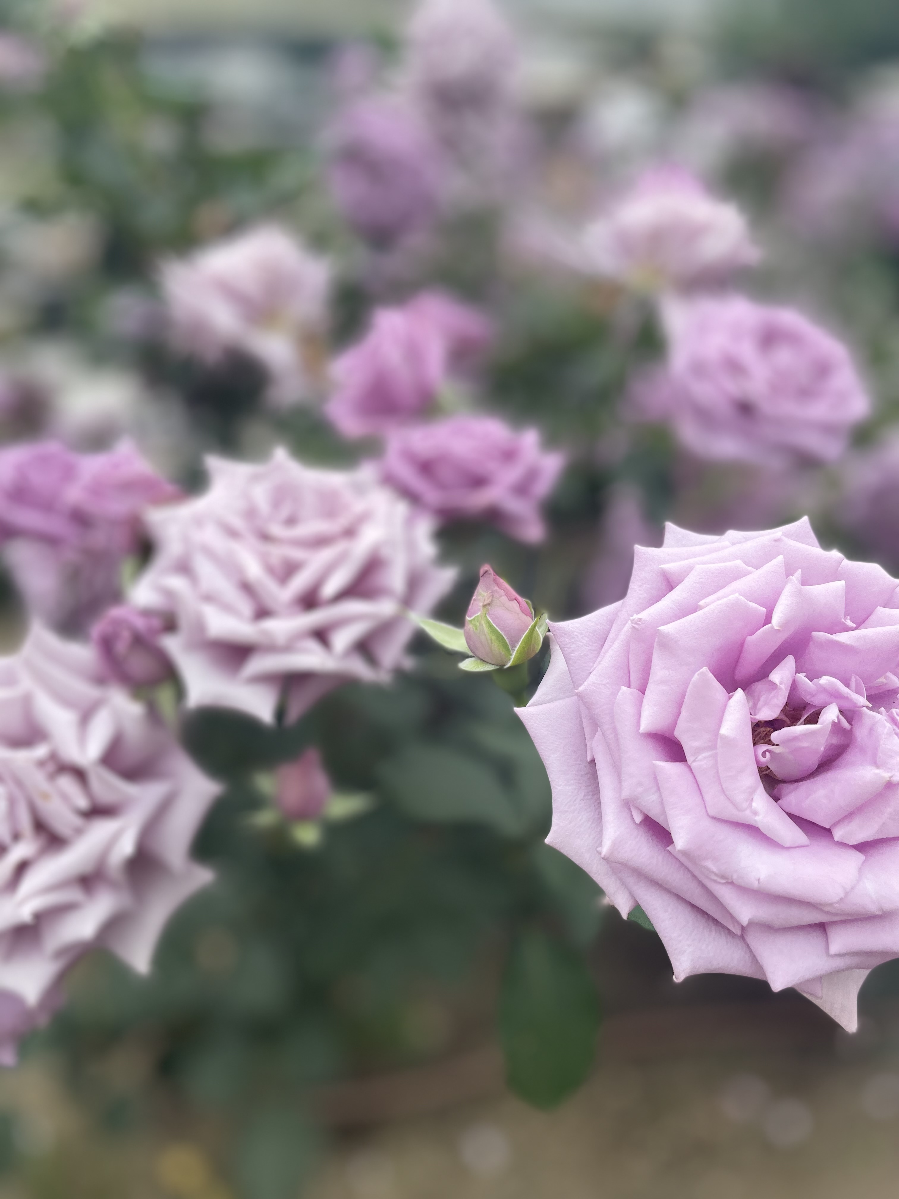 肥育っ子ちゃん