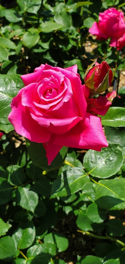 Happiness81