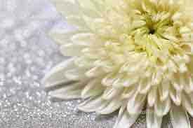 はなきっちゃん