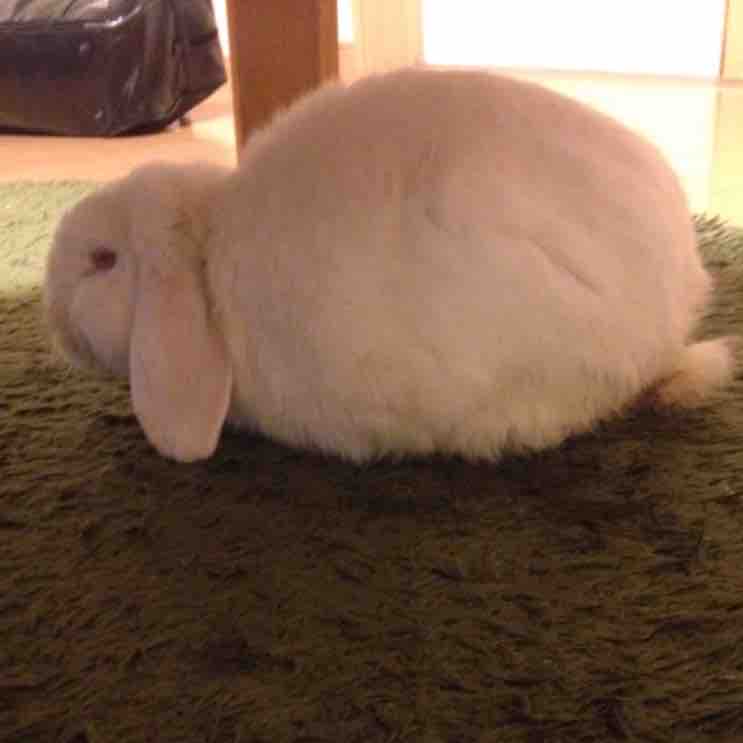 びび🐇ﾌｫﾛﾊﾞ100