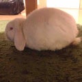 びび🐇フォロバ100