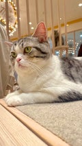 ムー