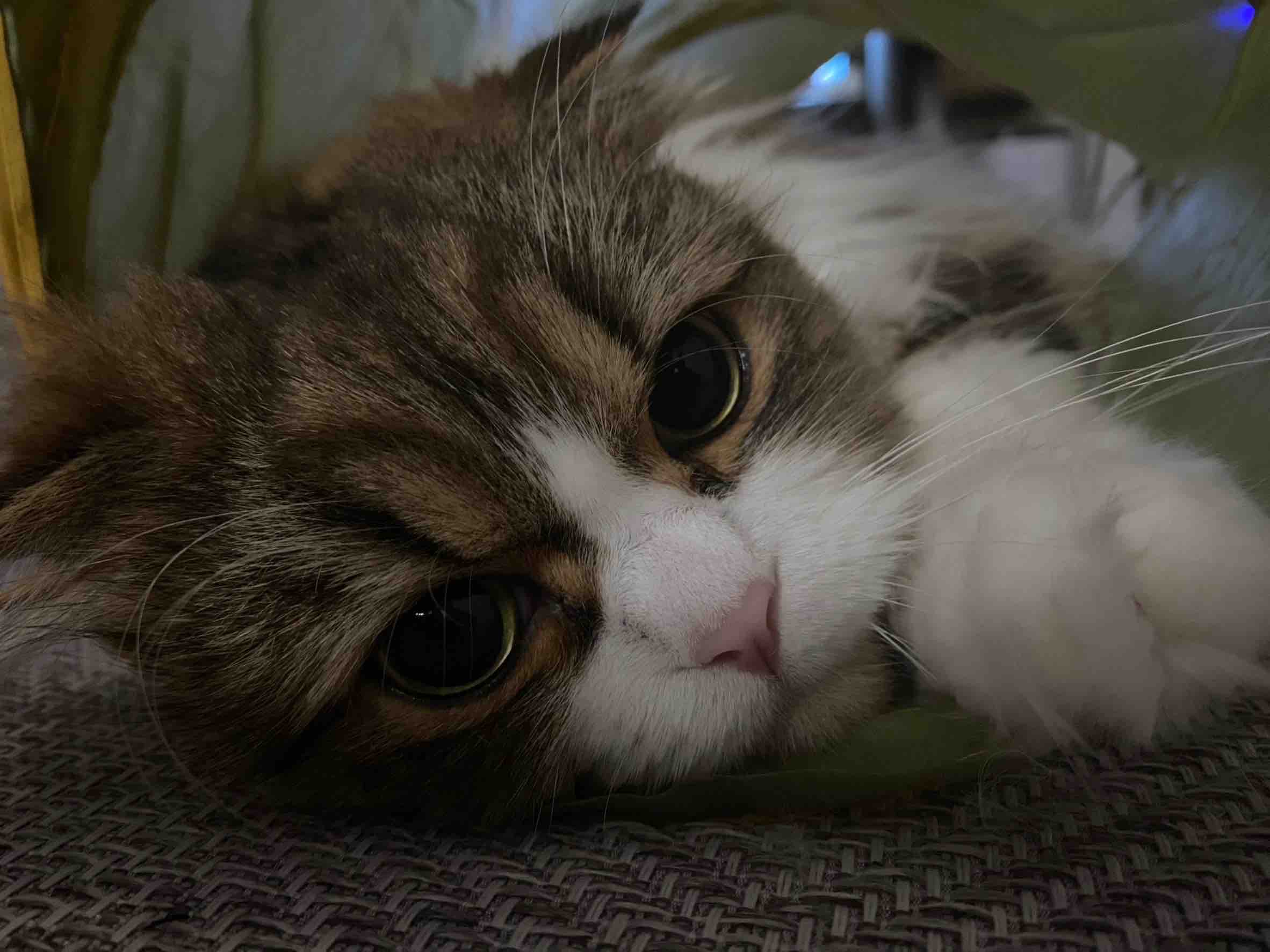 ちょびりんりん