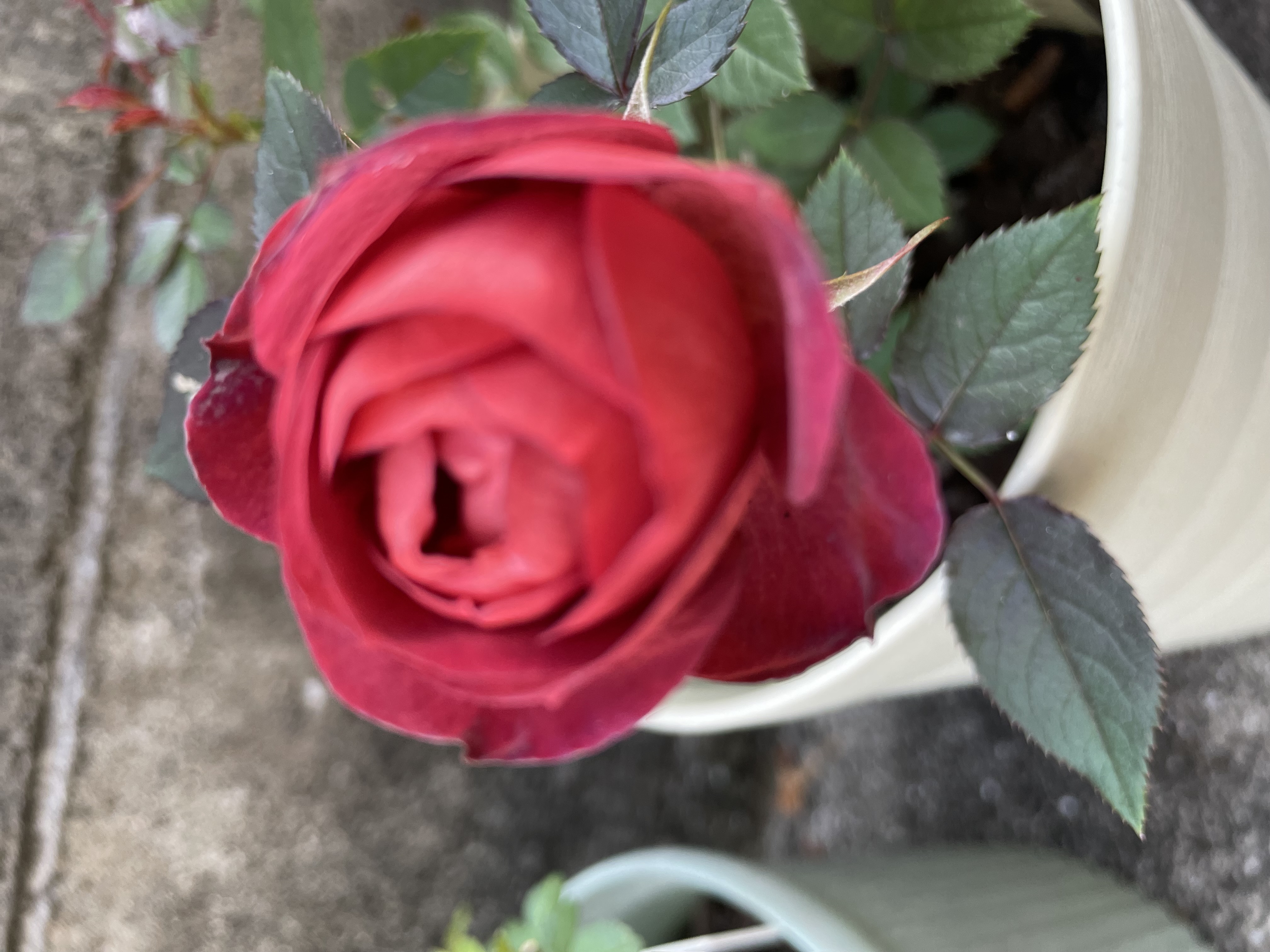 コスメ集めが趣味のアラフォー