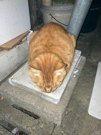 N_フォロバ