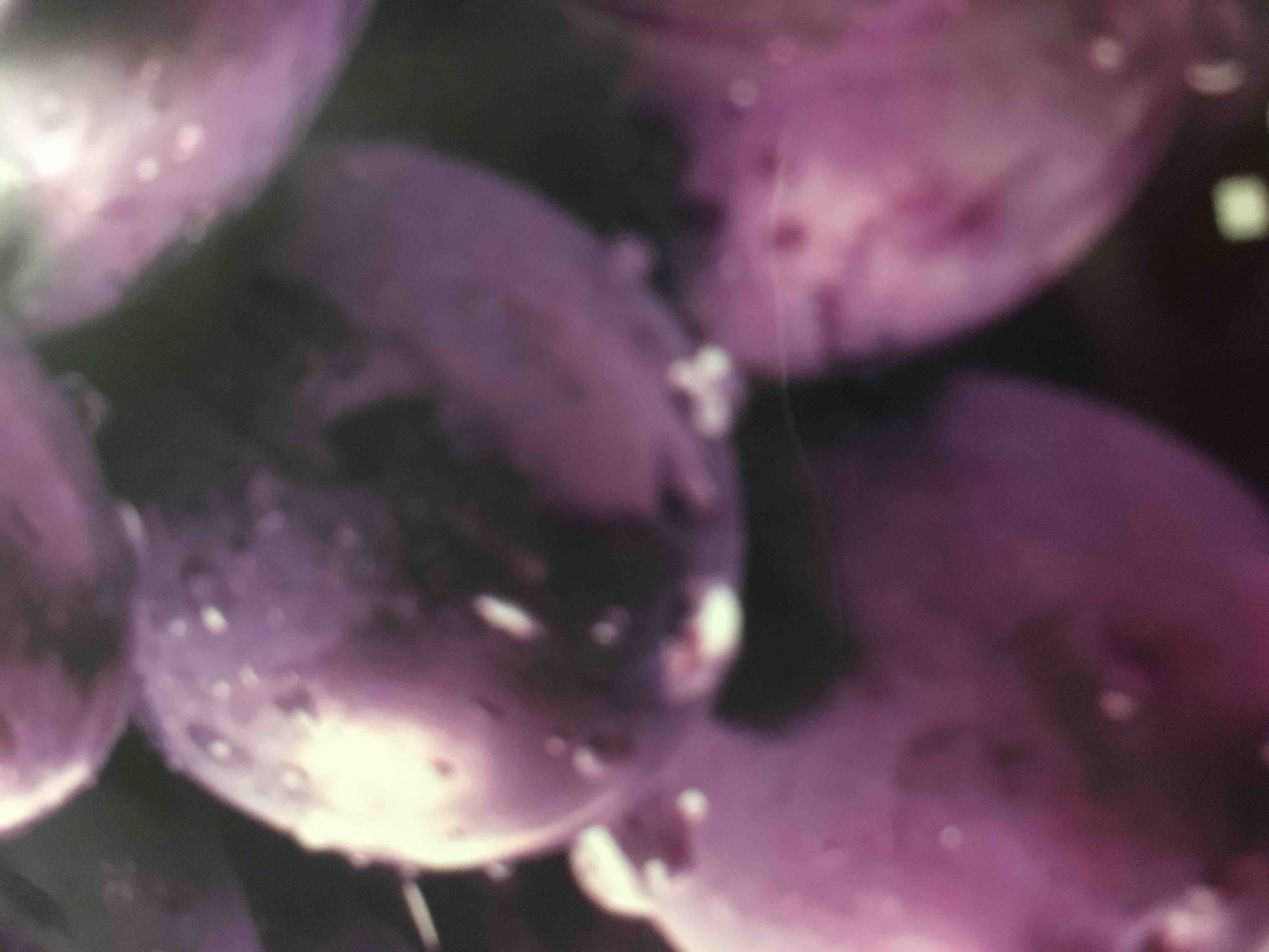 イトってなに？