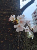 依田萌桜/yori