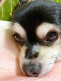 子ぶた