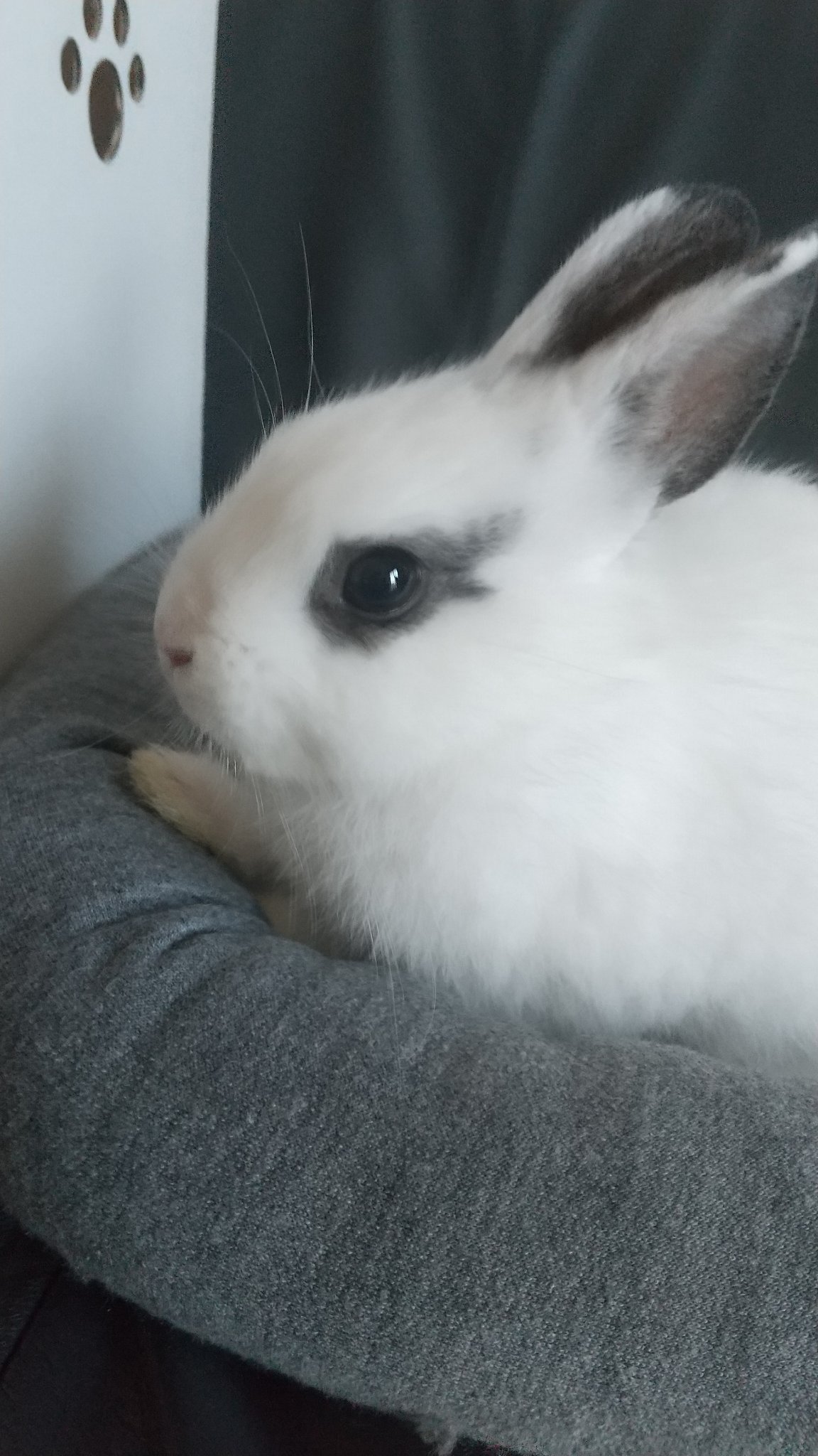 うめもちち￣(=∵=)￣フォロバ100