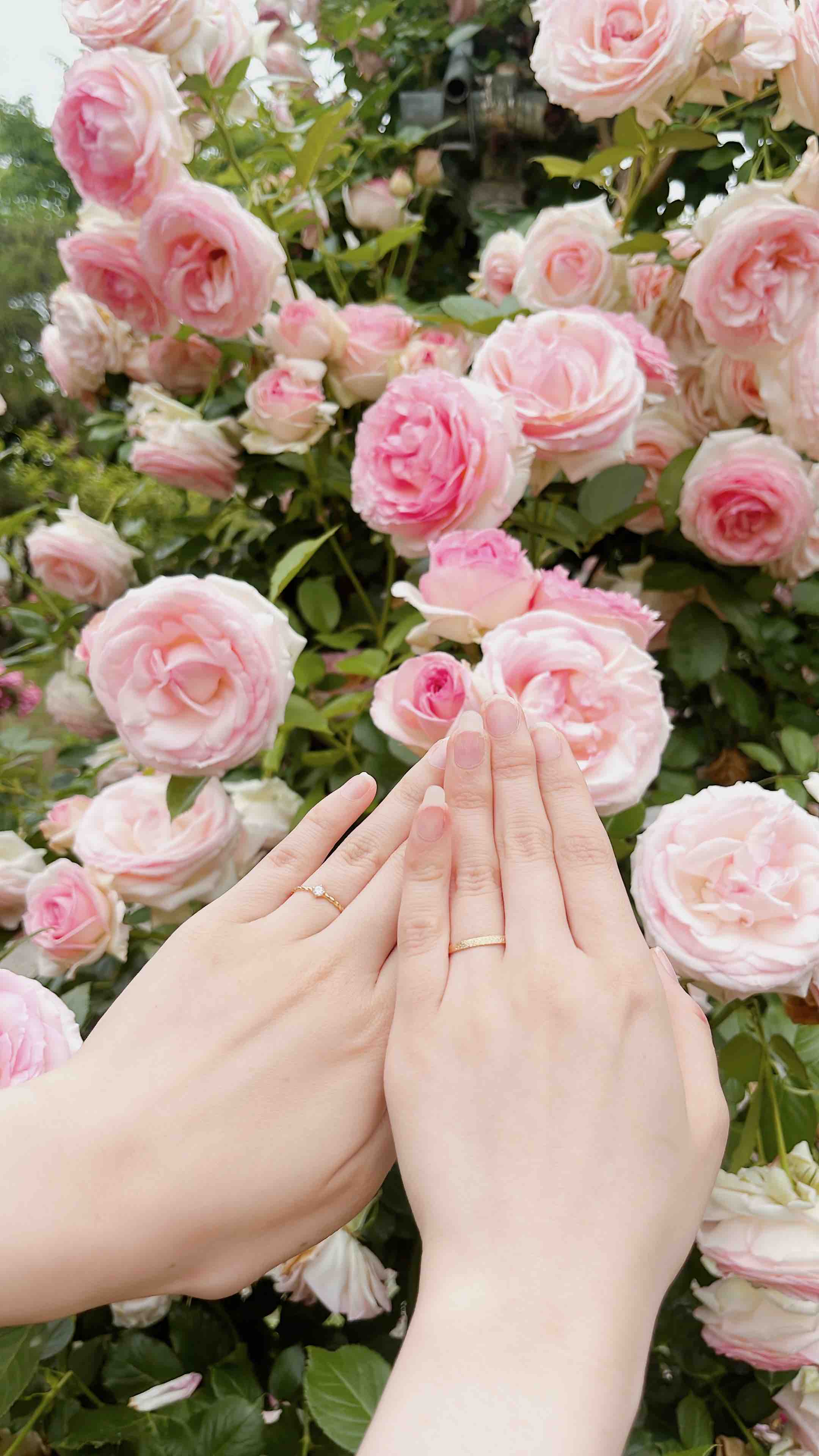 さくらもち餅子