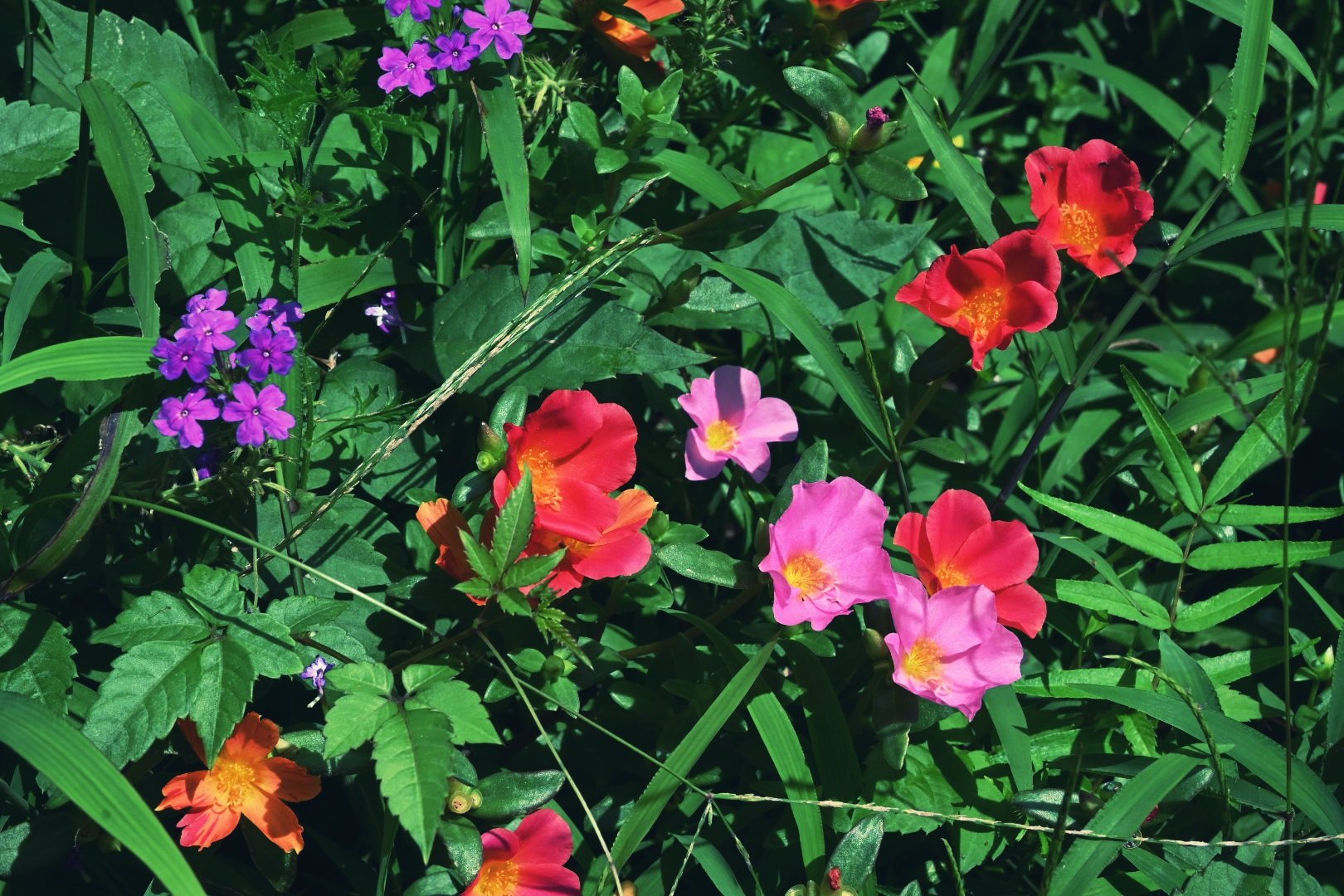 まじかるさやえんどう