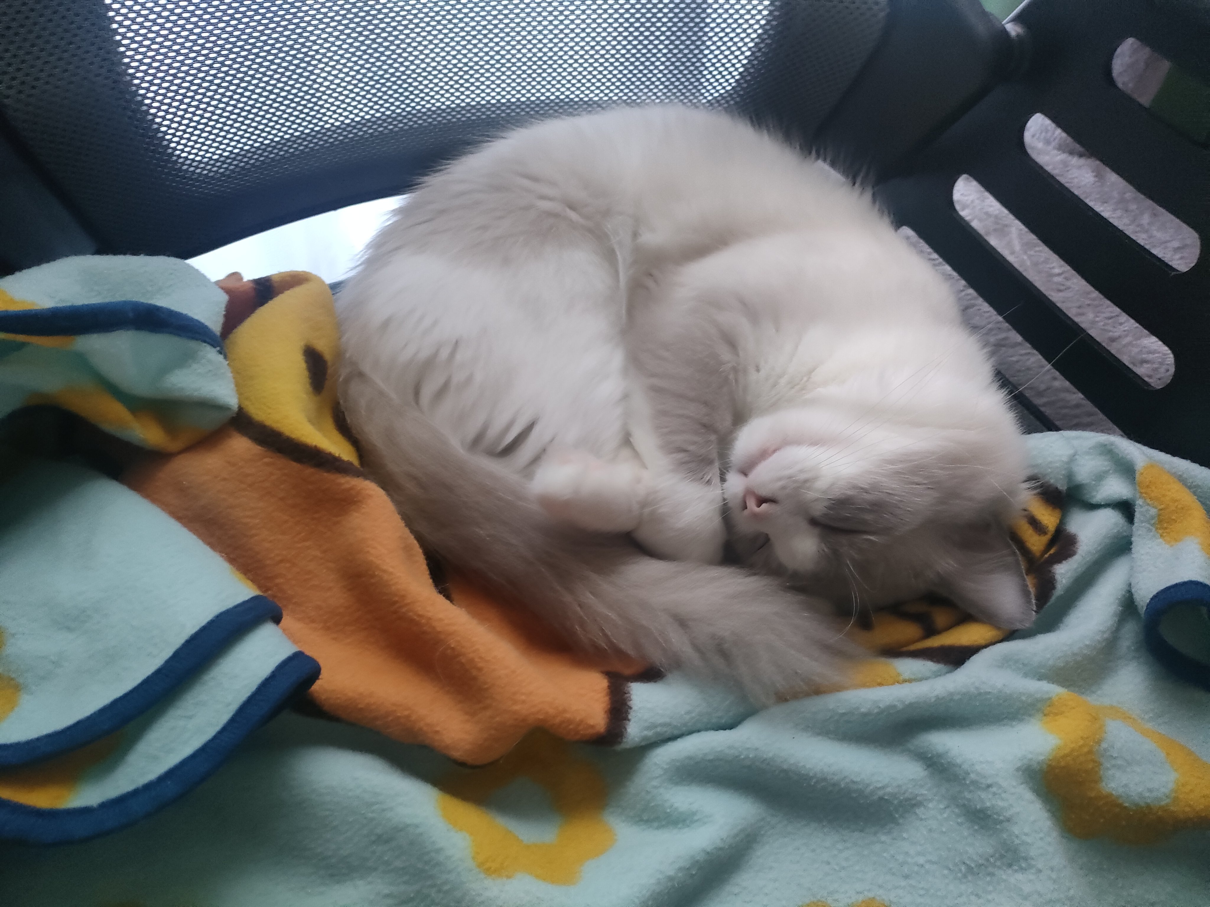 きまぐれなねこさん