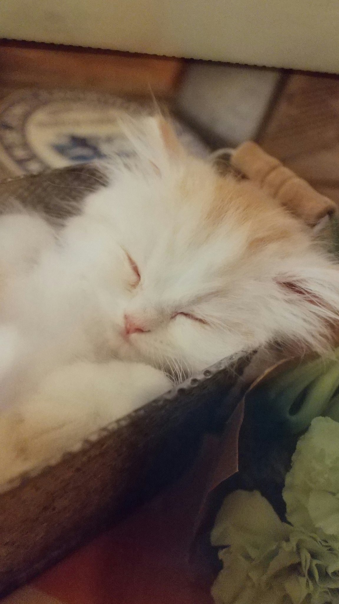 ボンゴレねここフォロバ100