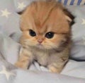 ちょこぱい