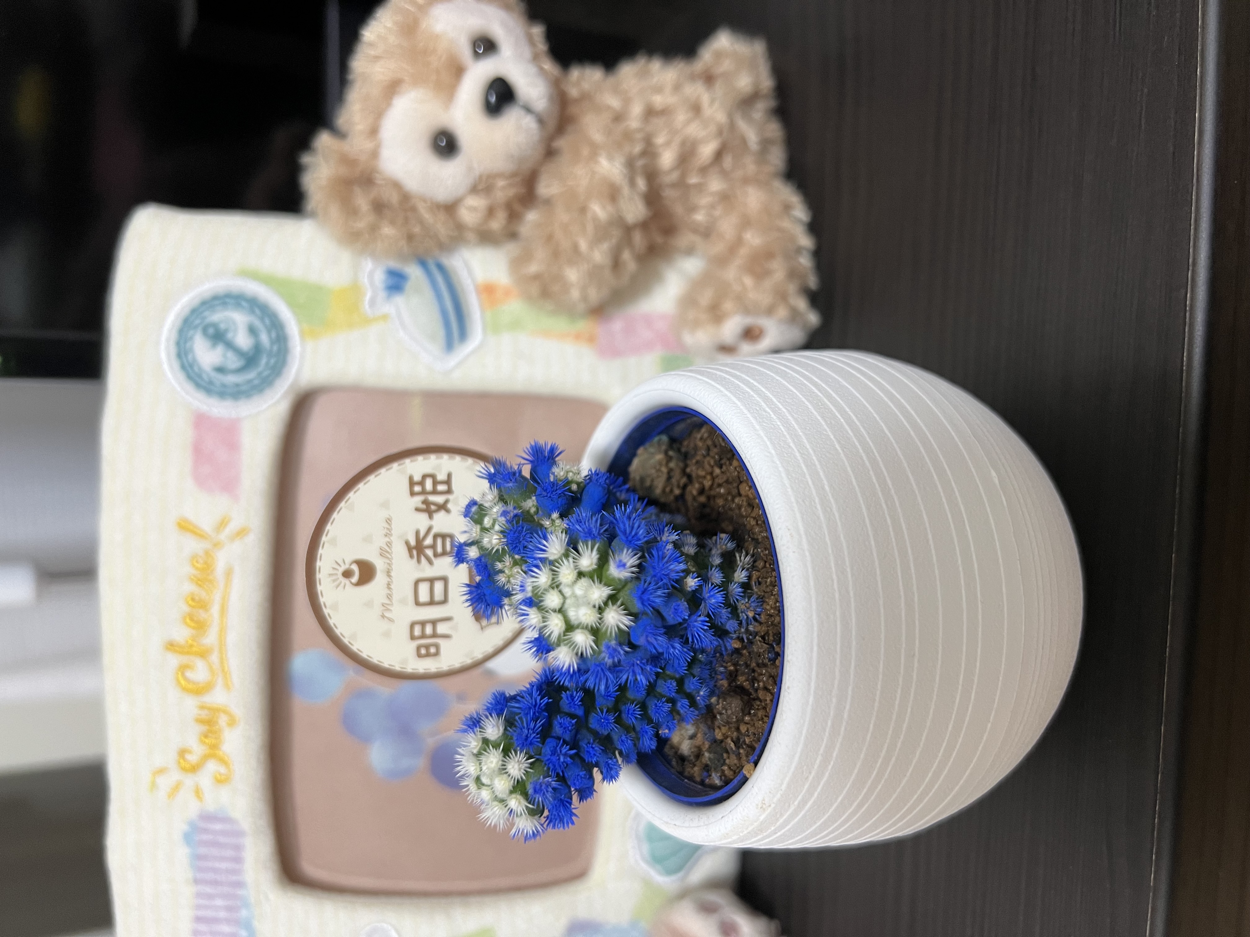  ワンワン子*멍멍이