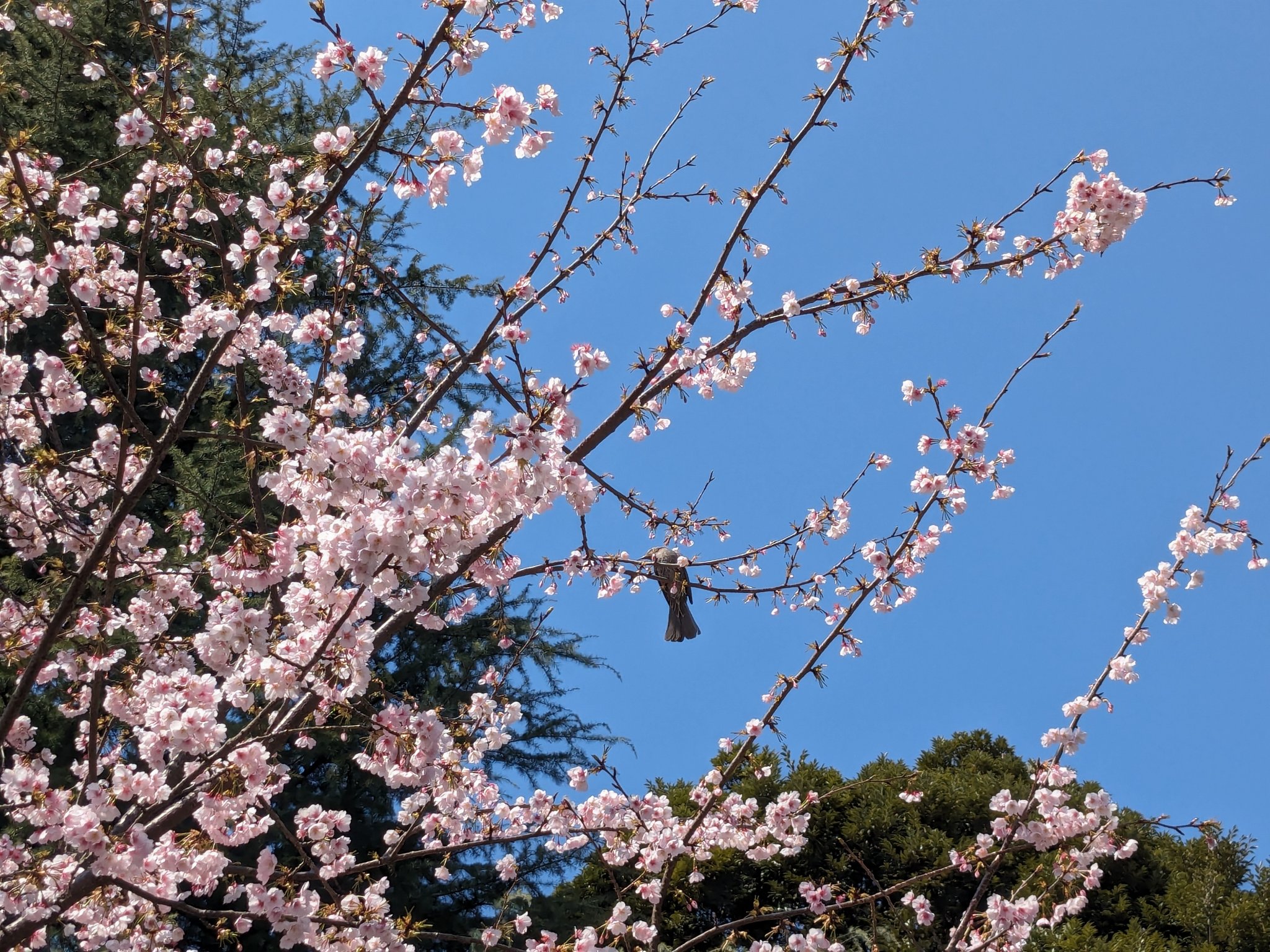 momiji🌿フォロバ100