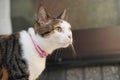 三毛猫のみけ