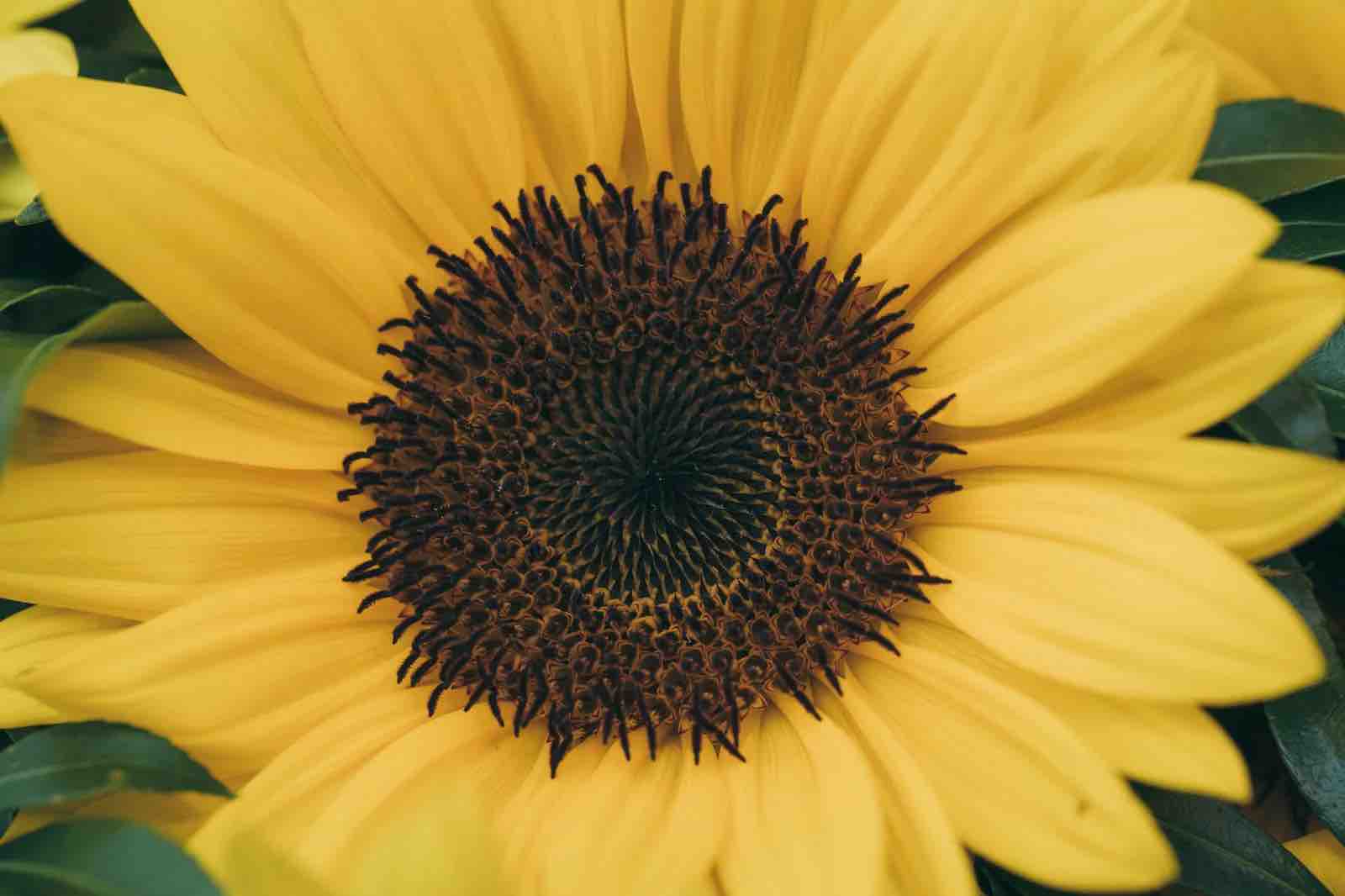 ゆみたんタンゴ