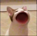 ふぬ