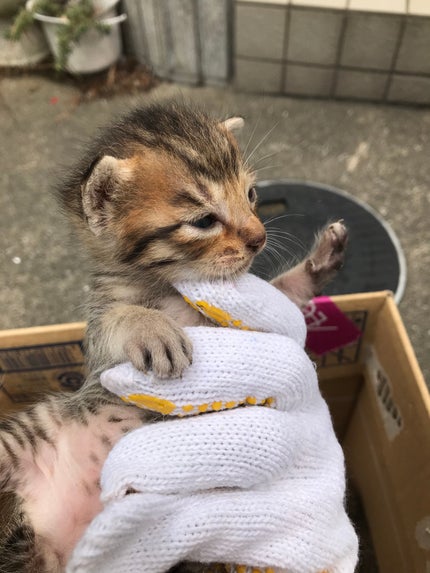 にゃり