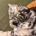 りる