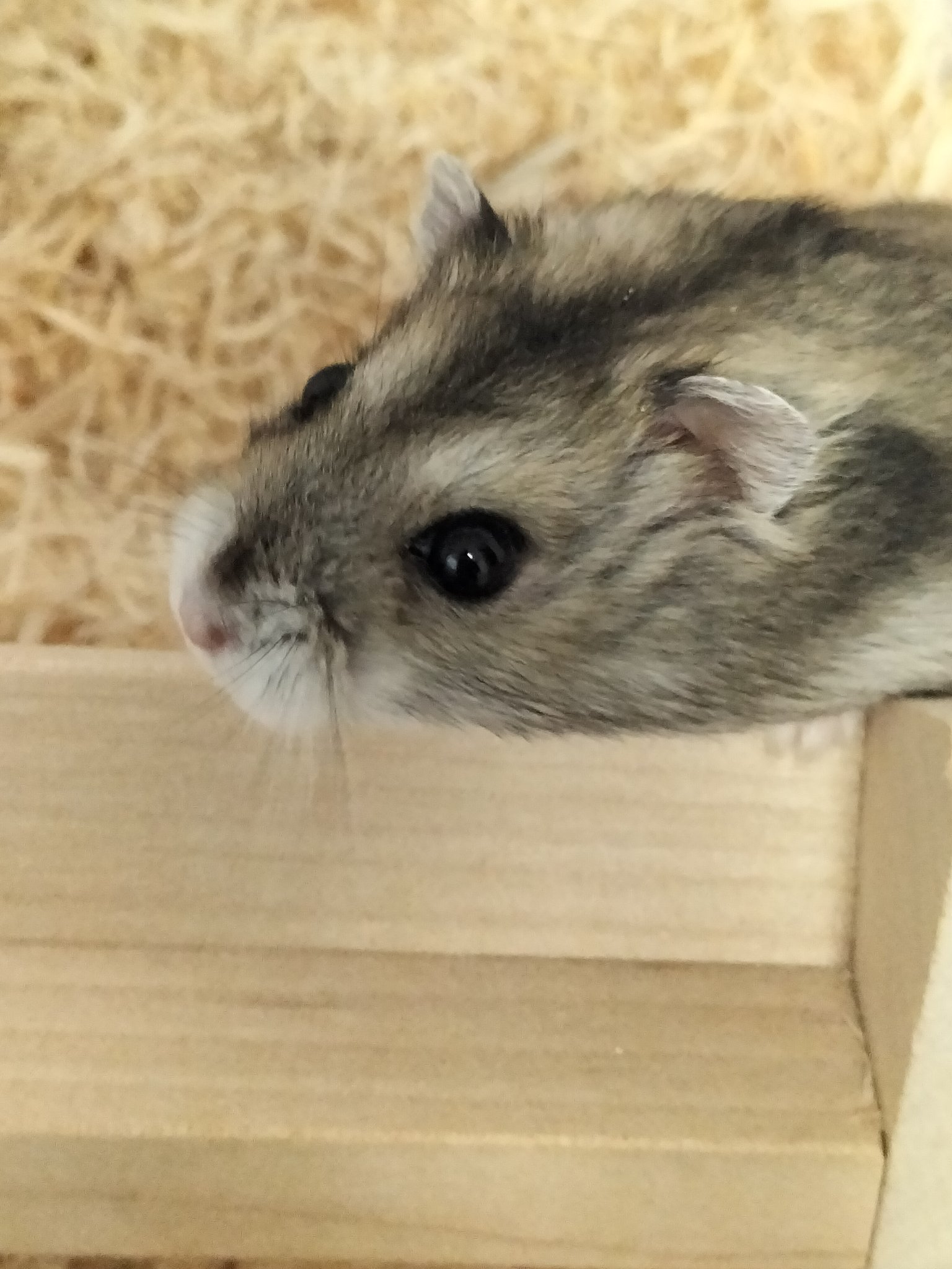 あいり︎💕︎︎🐰