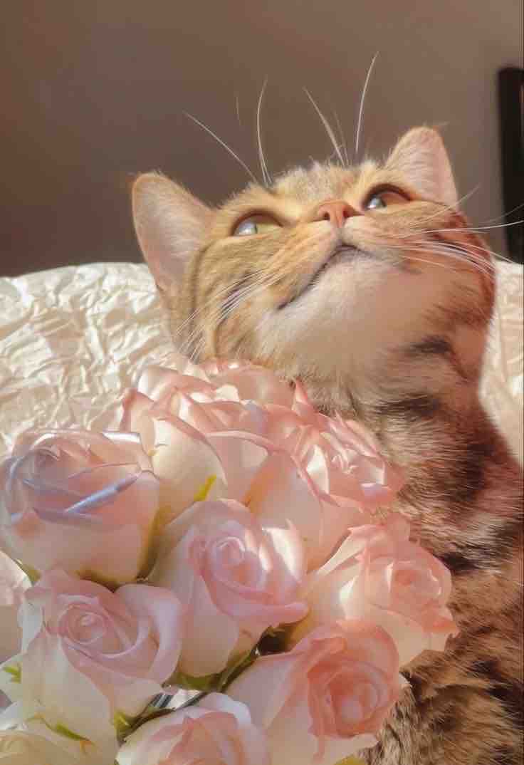 ツヤツヤグラス