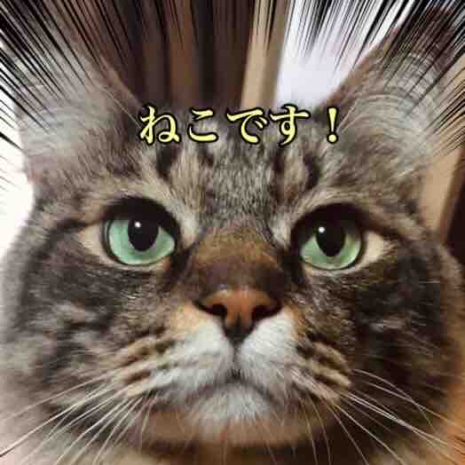 ゴロゴロふーちゃん🐈‍⬛ﾌｫﾛﾊﾞ100