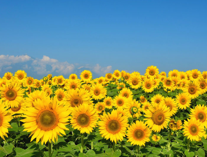 とあるおーえる