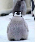 ぺん🐧フォロバ100