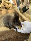 やんちゃん