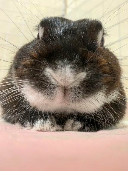りーす