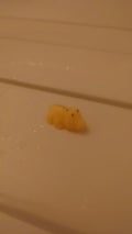 イエべわに
