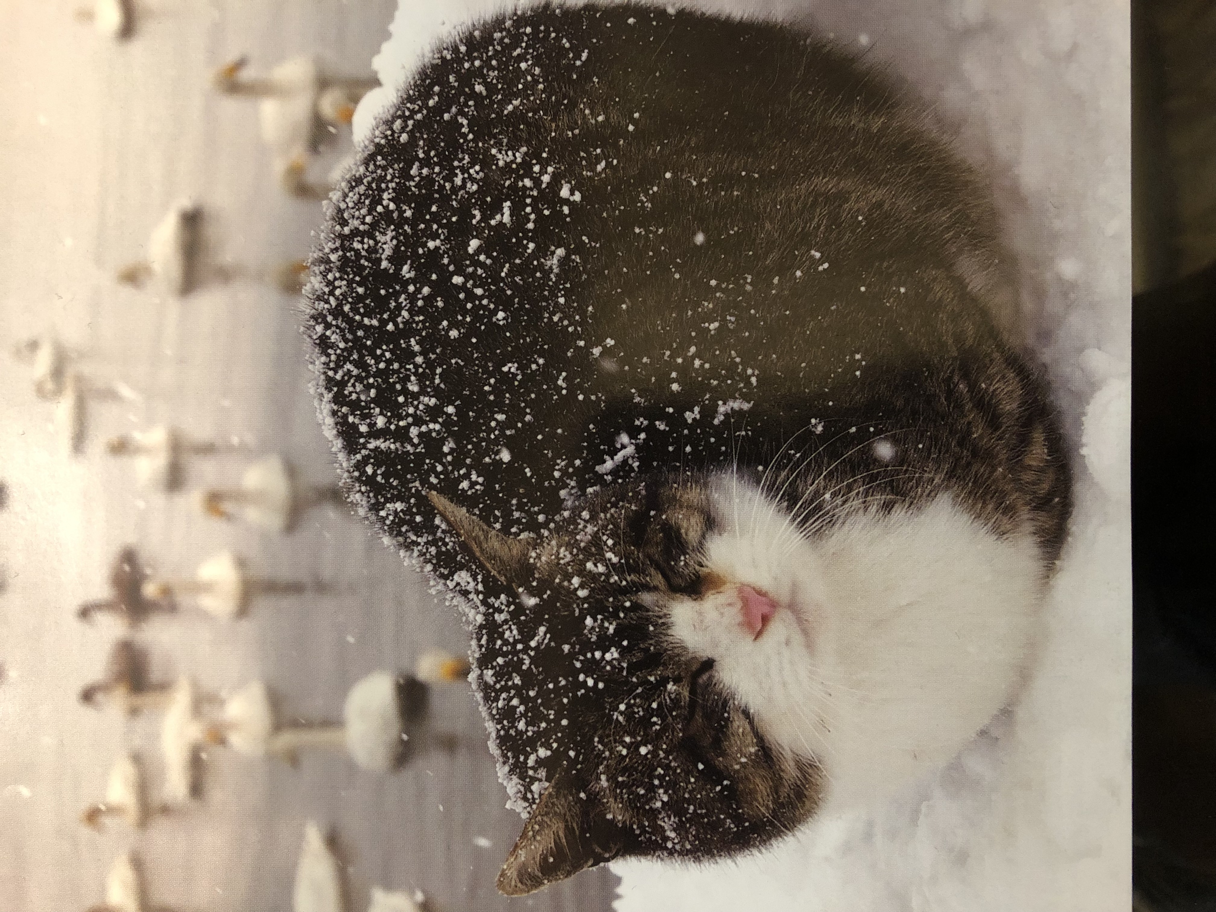 ねこちゃんファンタジー