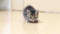 おねこさま