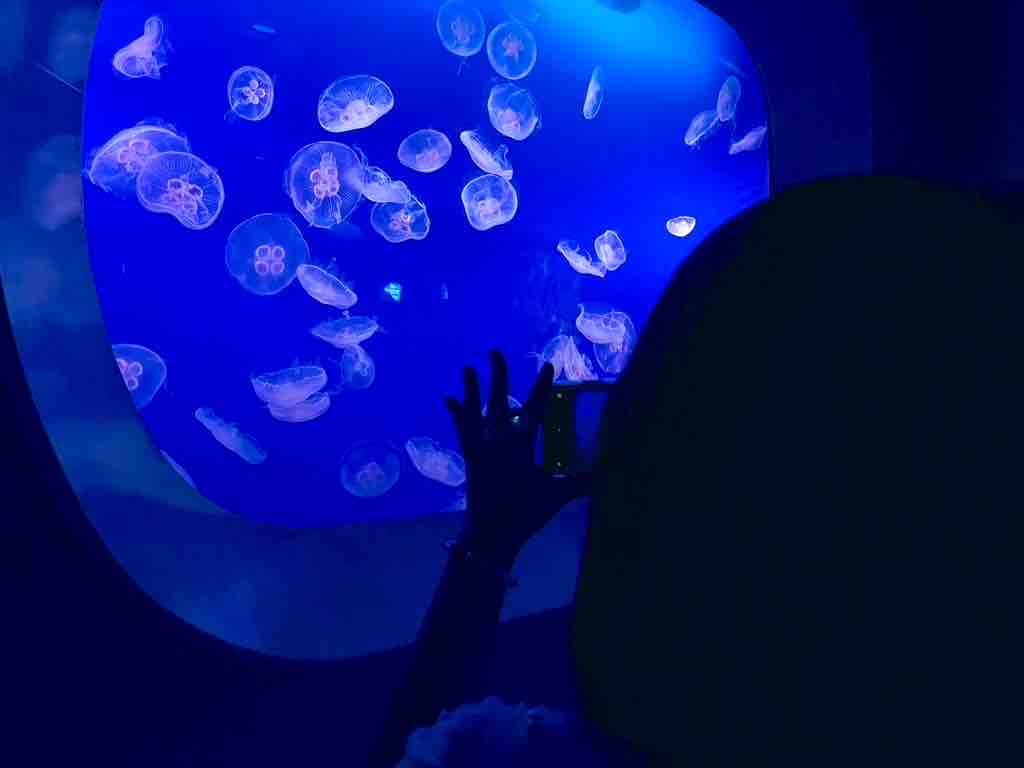 𝕒𝕤𝕒❁⃘*.ﾟ 