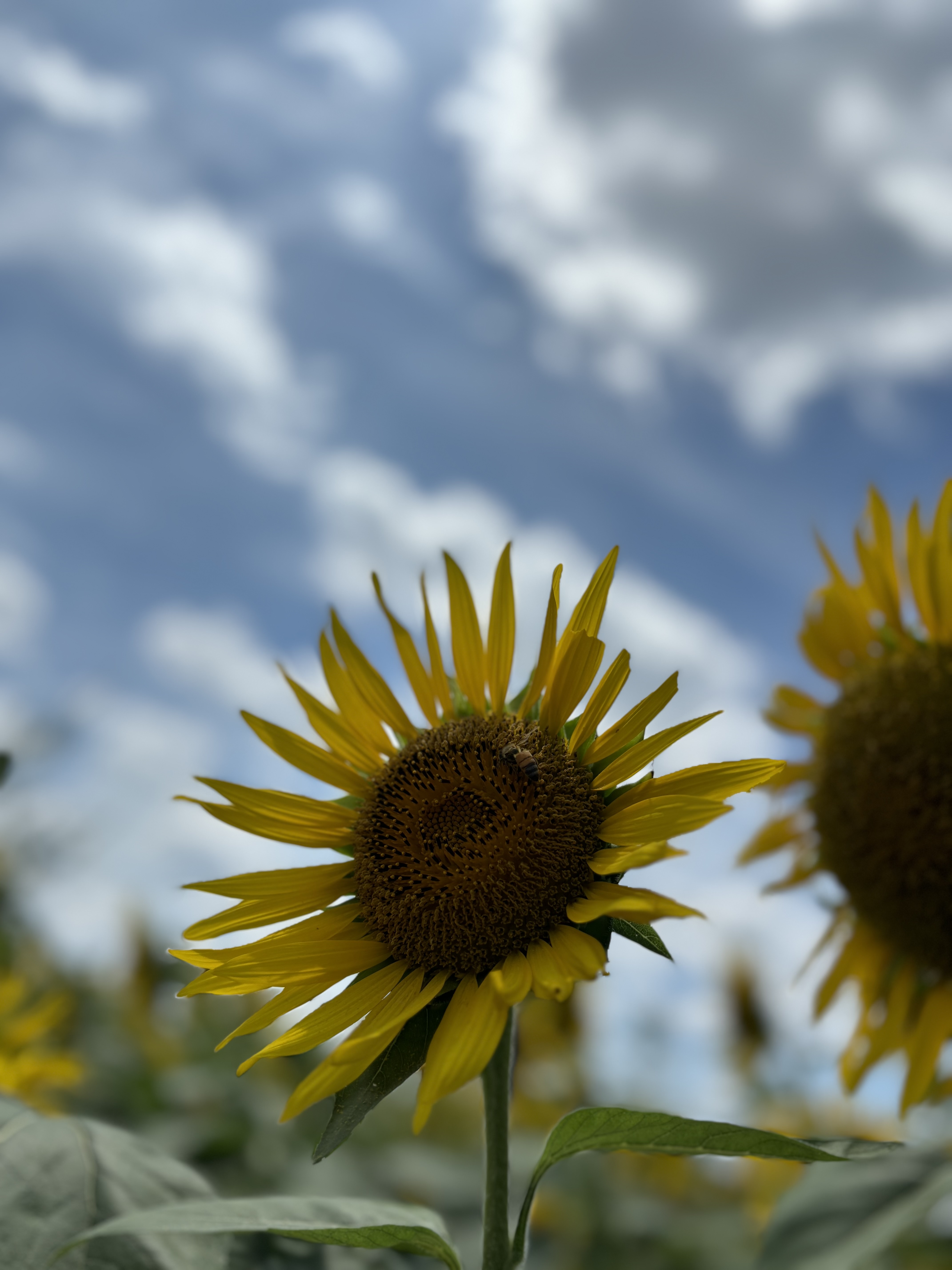 HTNままフォロバ100