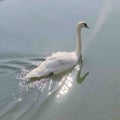 ぱーる🦢💎
